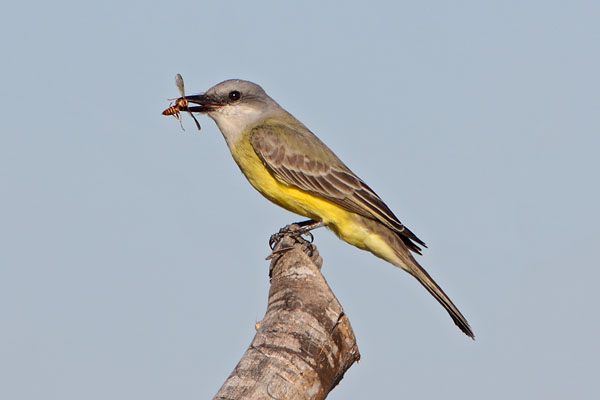 Tropical Kingbird © Russ Chantler